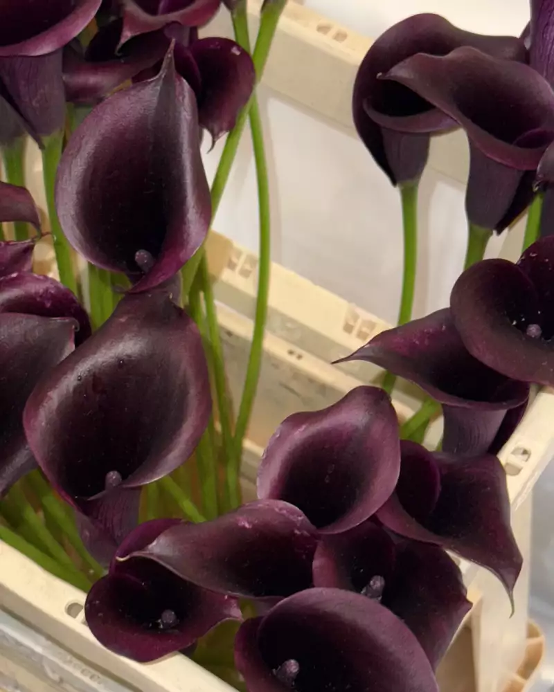 TAKE AWAY Zimmermann