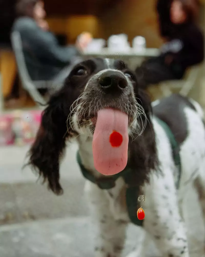 TAKE AWAY Zimmermann