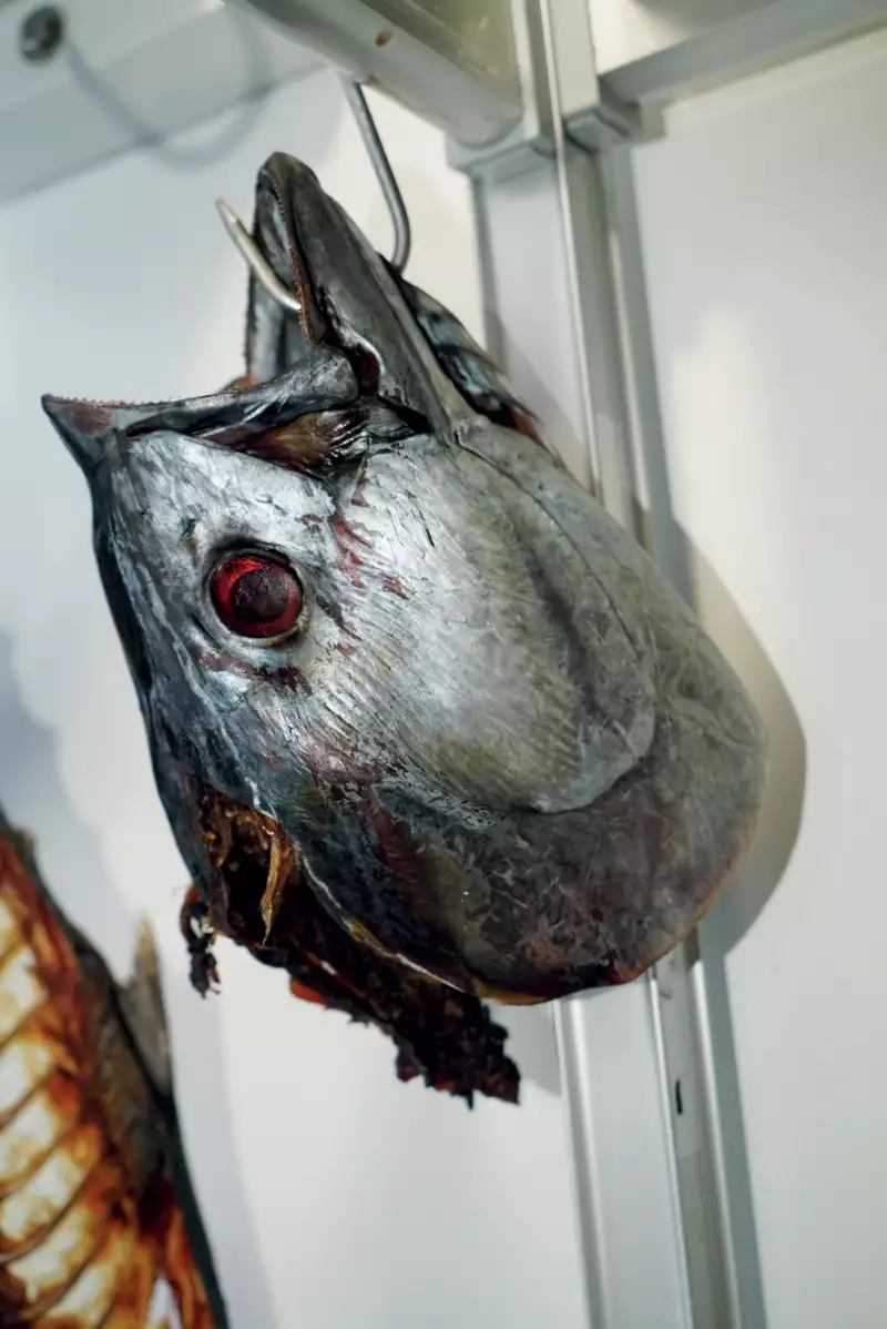 TAKE AWAY Ella Aflalo x Take Away